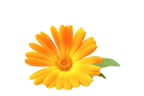 Ingredient Image