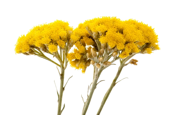 Ingredient Image
