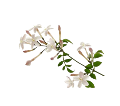 Ingredient Image